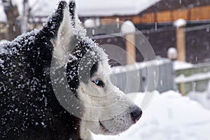 Closeup portrait of blue eyes husky dog in snow on winer background.