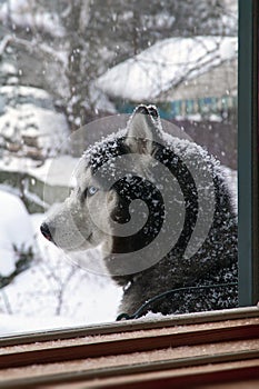 Closeup portrait of blue eyes husky dog in snow on winer background, Snowy weather.