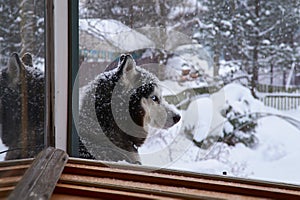 Closeup portrait of blue eyes husky dog in snow on winter background, Snowy weather.