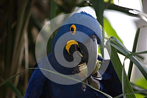 Closeup portrait of blue Hyacinth macaw Anodorhynchus hyacinthinus eating fruit Pantanal Brazil