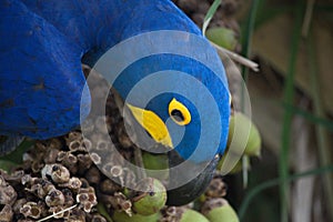 Closeup portrait of blue Hyacinth macaw Anodorhynchus hyacinthinus eating fruits Pantanal Brazil