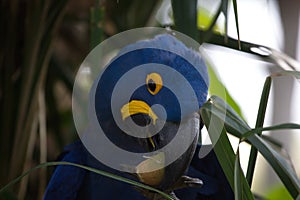 Closeup portrait of blue Hyacinth macaw Anodorhynchus hyacinthinus feeding on fruit Pantanal Brazil