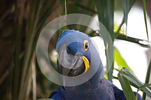 Closeup portrait of blue Hyacinth macaw Anodorhynchus hyacinthinus looking at camera Pantanal Brazil