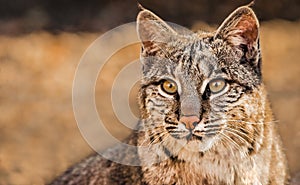 Closeup portrait of a bobcat aka Lynx rufus, a North American wild cat