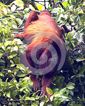 Closeup portrait of a Bolivian red howler monkey Alouatta sara hanging upside down and foraging in treetops in the Pampas del Ya