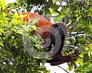 Closeup portrait of a Bolivian red howler monkey Alouatta sara hanging upside down and foraging in treetops in the Pampas del Ya