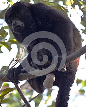 Closeup portrait of a Bolivian red howler monkey Alouatta sara sitting in treetops with big balls hanging in the Pampas del Yacu