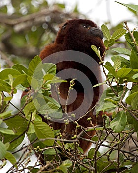 Closeup portrait of a Bolivian red howler monkey Alouatta sara sitting in treetops foraging in the Pampas del Yacuma, Bolivia