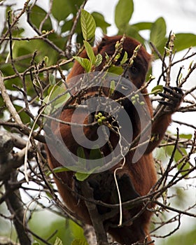 Closeup portrait of a Bolivian red howler monkey Alouatta sara sitting in treetops foraging in the Pampas del Yacuma, Bolivia