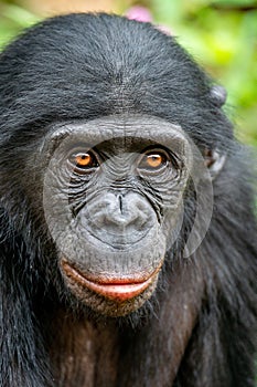 Closeup portrait of  Bonobo. The Bonobo, Scientific name: Pan paniscus, earlier being called the pygmy chimpanzee.