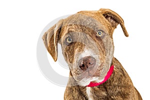 Closeup Portrait Brindle Puppy Dog