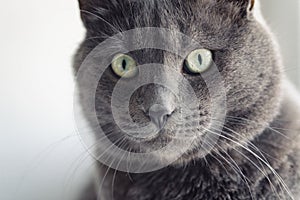 Closeup portrait of british shorthair cat