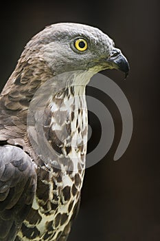 Closeup portrait of brown bird of prey with large yellow eyes. Photo with dark backgrund. European honey buzzard Pernis apivorus