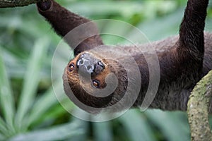 Closeup portrait of brown furry sloth with yellow eyes and a bright nose looking upside down. Singapore zoo