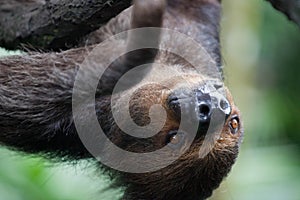 Closeup portrait of brown furry sloth with yellow eyes and a bright nose looking upside down. Singapore zoo