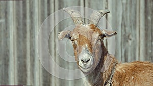 Closeup portrait of a brown goat on a farm in the village. Beautiful goat posing
