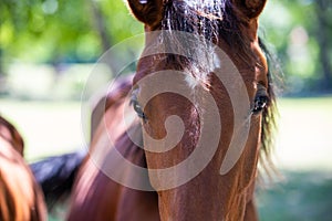 Closeup portrait of a brown horse