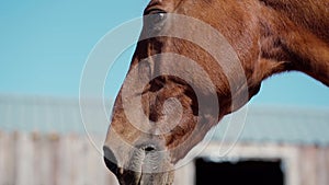 Closeup portrait brown horse on blue sky background