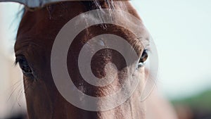 Closeup portrait brown horse at farm or ranch