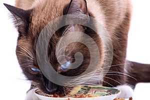 Closeup Portrait brown snowshoe Siamese cat eating food from bowl, isolated on white