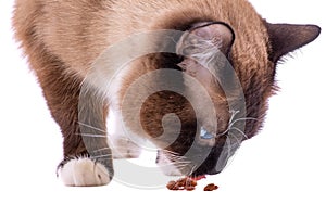 Closeup Portrait brown snowshoe Siamese cat eating food, isolated on white