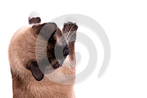 Closeup portrait brown snowshoe Siamese cat lies on a floor, view from above. Isolated on white