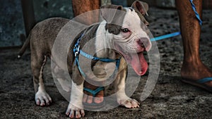 Closeup portrait of bully puppy