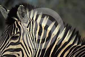 Closeup portrait of Burchell`s zebra Equus burchelli photo