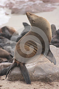 Closeup portrait of Cape Fur Seal Arctocephalus pusillus at Cape Cross seal colony along the Skeleton Coast of Namibia