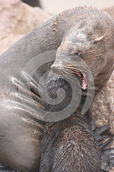 Closeup portrait of Cape Fur Seal Arctocephalus pusillus mouth open growling Cape Cross seal colony along the Skeleton Coast of