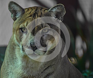 Closeup portrait of a captive Cougar also known as Puma in a Zoo in South Africa