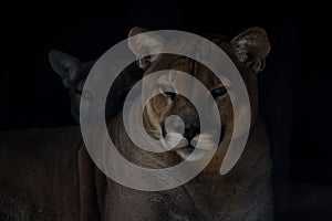 Closeup portrait of a captive Cougar also known as Puma in a Zoo in South Africa