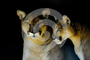 Closeup portrait of a captive Cougar also known as Puma in a Zoo in South Africa