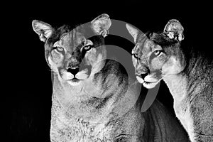 Closeup portrait of a captive Cougar also known as Puma in a Zoo in South Africa