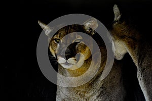 Closeup portrait of a captive Cougar also known as Puma in a Zoo in South Africa