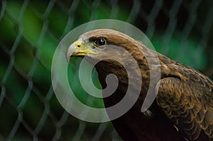 Closeup portrait of captured or rescued African Wahlbergs Eagle, Africa