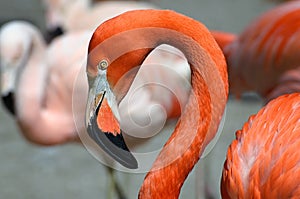 Closeup portrait of a Caribbean Flamingo, also known as American flamingo