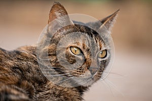Closeup portrait of a cat on a blurry background