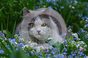 Closeup portrait of the cat head in flowers in the summer. Soft fluffy kitty portrait on nature background