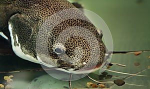 Closeup portrait of a catfish underwater with a mustache