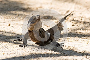 Closeup portrait of central bearded dragon. Australia lizard, Pogona vitticeps