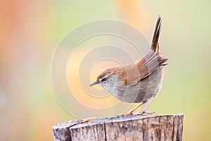 Closeup portrait of Cetti`s warbler, cettia cetti perched on a trunk