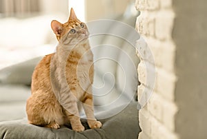 Closeup portrait of a charming young domestic ginger tabby cat sitting at home on the couch and playfully looks. The concept of