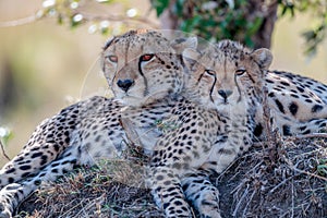 Closeup portrait of cheetahs in Masai Mara national reserve, Kenya, Africa