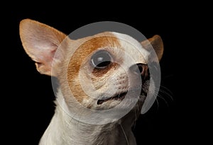 Closeup Portrait of Chihuahua Dog on black