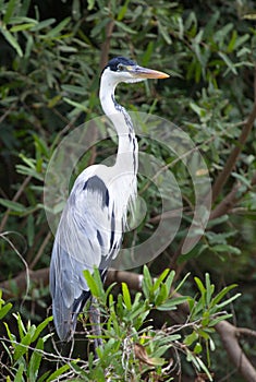 Closeup portrait of Cocoi Heron Ardea cocoi standing upright in tree, Bolivia