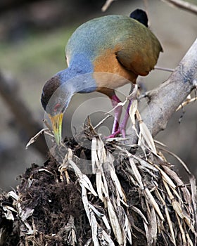 Closeup portrait of a colorful Purple Gallinule Porphyrio martinicus bird building a nest in the Pampas del Yacuma, Bolivia