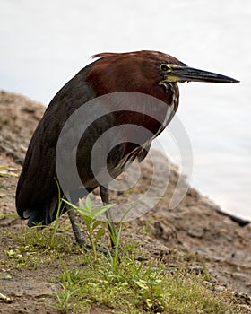 Closeup portrait of  a colorful Tiger Heron Tigrisoma mexicanum hunting by the water in the Pampas del Yacuma, Bolivia