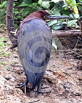 Closeup portrait of  a colorful Tiger Heron Tigrisoma mexicanum hunting by the water in the Pampas del Yacuma, Bolivia