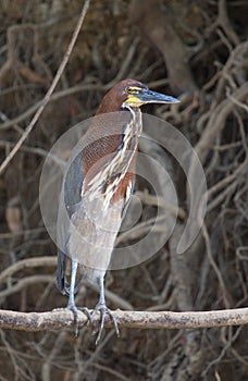 Closeup portrait of colorful Tiger Heron Tigrisoma mexicanum resting on log, Bolivia